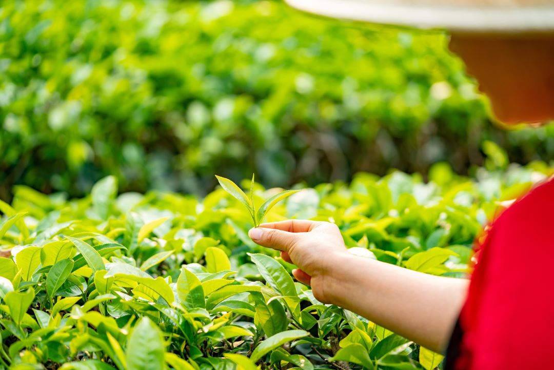 茶品基本資料與複合單位管理